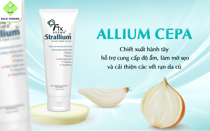 Allium Cepa (Chiết xuất củ hành tây)